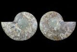 Cut & Polished Ammonite Fossil - Agatized #78382-1